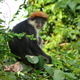 Udzungwa red colobus monkey, (Procolobus gordonorum) discovered in the Tanzanian rainforest.
